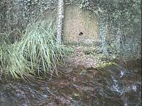 Camera at Porlock - Hawkcombe Stream