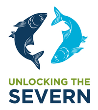 Unlocking the Severn is a once-in-a-lifetime conservation and river-engagement project. Restoring connectivity on the River Severn will bring major benefits to its wildlife.Restoring 158 miles of river for shad. The project is inspired by one of the UK’s rarest fish. Hundreds of thousands of twaite shad used to migrate up the River Severn to reach their natural spawning grounds. But weirs installed in the mid-19th century blocked this annual migration. Unlocking the Severn will provide fish passage at six barriers on the River Severn and its River Teme tributary. This will restore 158 miles of river habitat and benefit a host of other important fish species including salmon and eel. The Canal and River Trust (lead), Severn Rivers Trust, Environment Agency and Natural England are the partner organizations for delivering this project. Unlocking the Severn is funded by the Heritage Lottery Fund and the EU LIFE Programme, as well as The Waterloo Foundation and the partners.